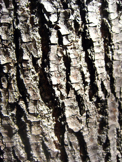 Tilleul à petites feuilles