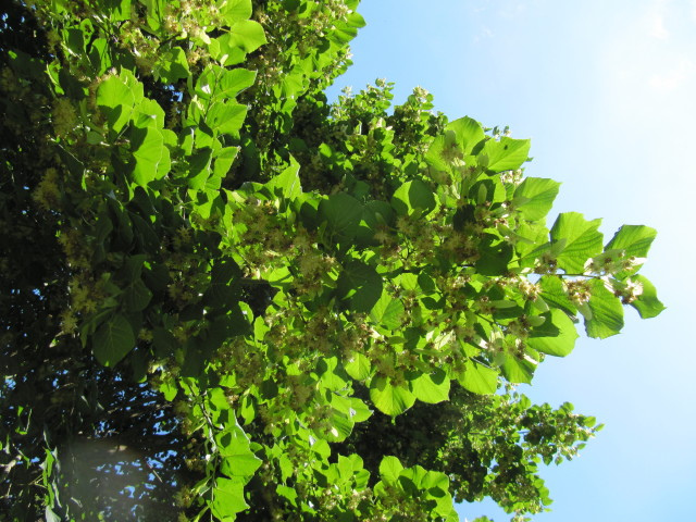 Tilleul à petites feuilles