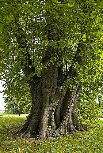 Tilleul à grandes feuilles