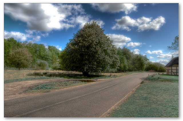 Tilleul à grandes feuilles