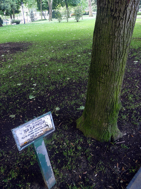 Tilleul à grandes feuilles