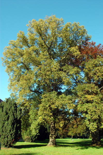Tilleul à grandes feuilles