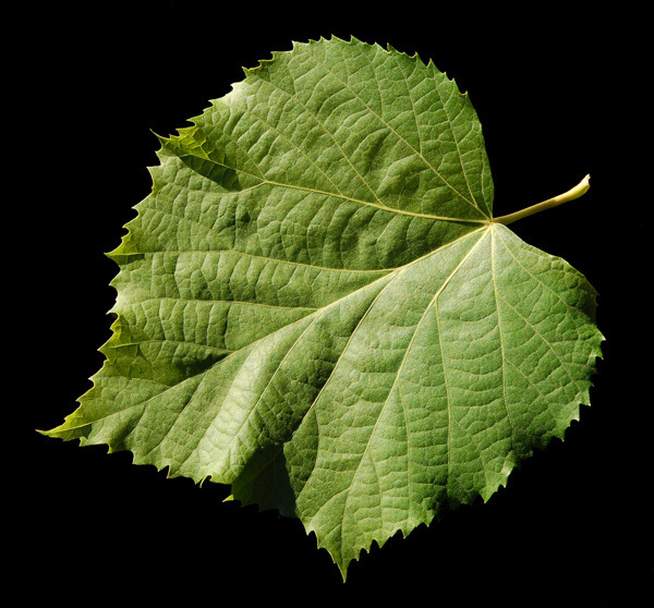 Tilleul argenté (Tilia tomentosa)