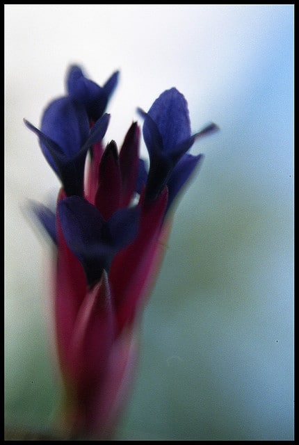 Tillandsia aeranthos (Tillandsia aeranthos)