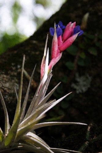 Tillandsia aeranthos