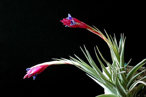 Tillandsia aeranthos