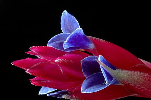 Tillandsia aeranthos