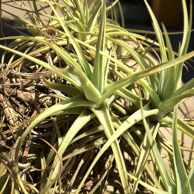 Tillandsia aeranthos