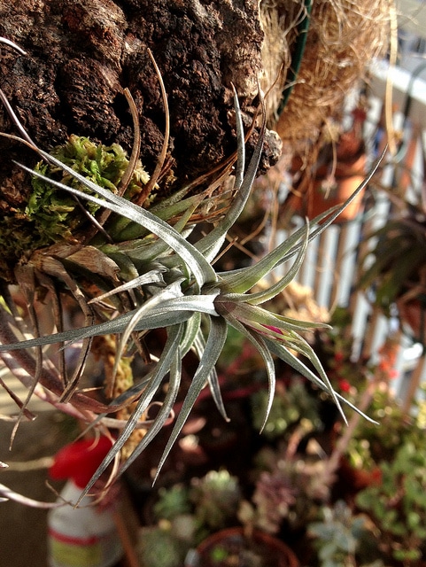 Tillandsia aeranthos