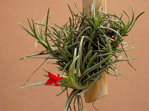 Tillandsia andreana
