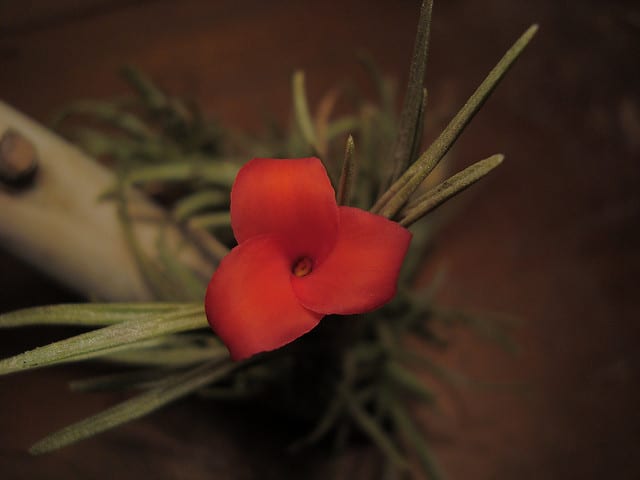 Tillandsia andreana