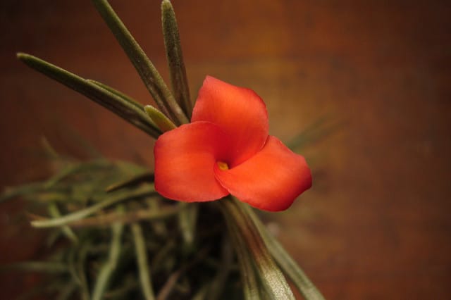 Tillandsia andreana