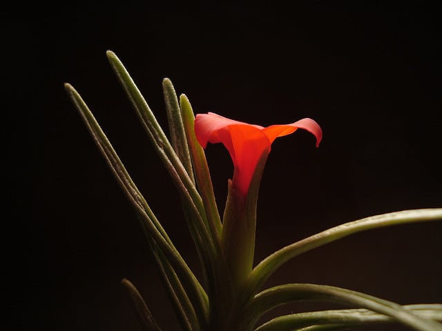 Tillandsia andreana