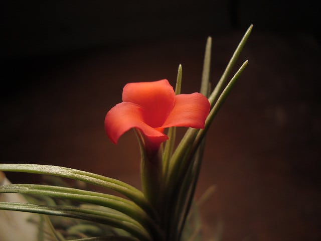 Tillandsia andreana