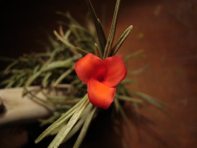 Tillandsia andreana (Tillandsia albertiana)