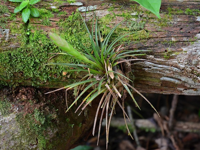 Tillandsia anceps (Tillandsia anceps)