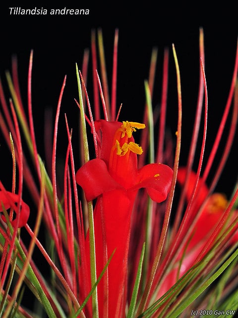 Tillandsia andreana (Tillandsia andreana)