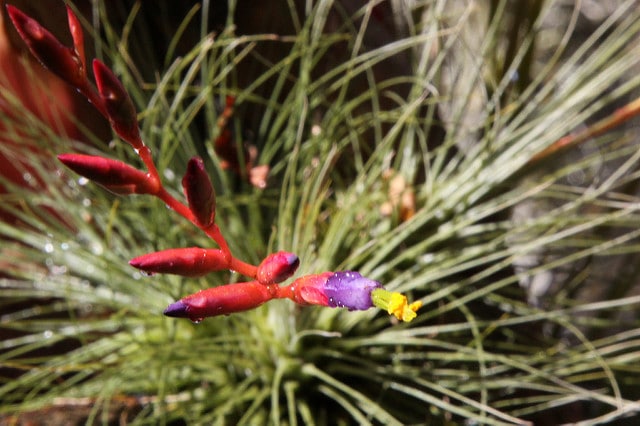 Tillandsia argentea