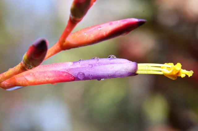 Tillandsia argentea