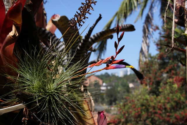 Tillandsia argentea