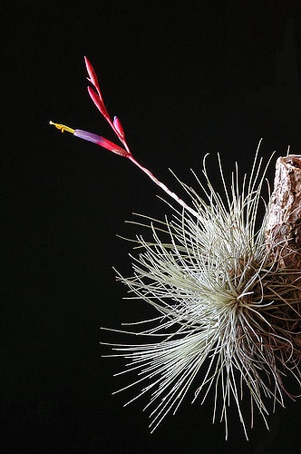 Tillandsia argentea