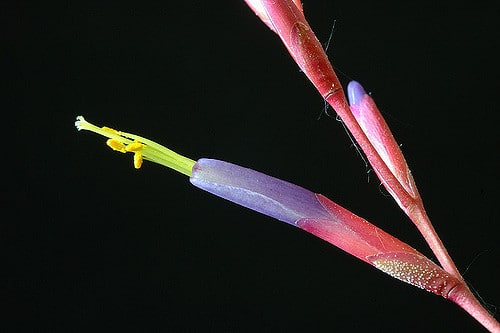 Tillandsia argentea (Tillandsia argentea)