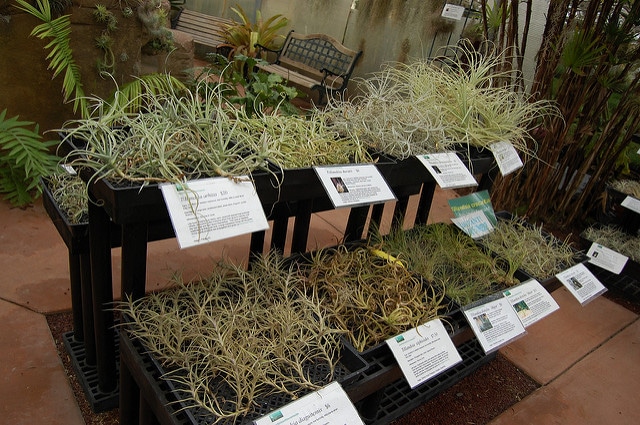 Tillandsia arhiza (Tillandsia arhiza)