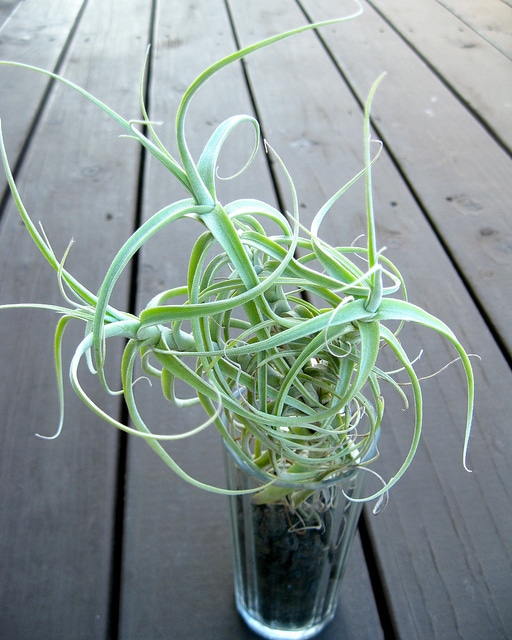 Tillandsia arhiza