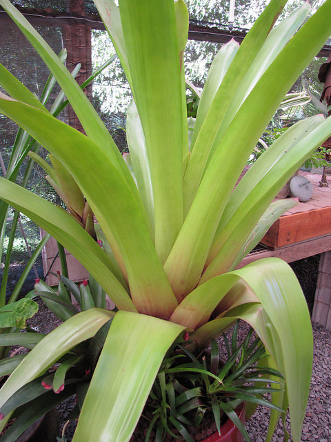 Tillandsia australis (Tillandsia australis)