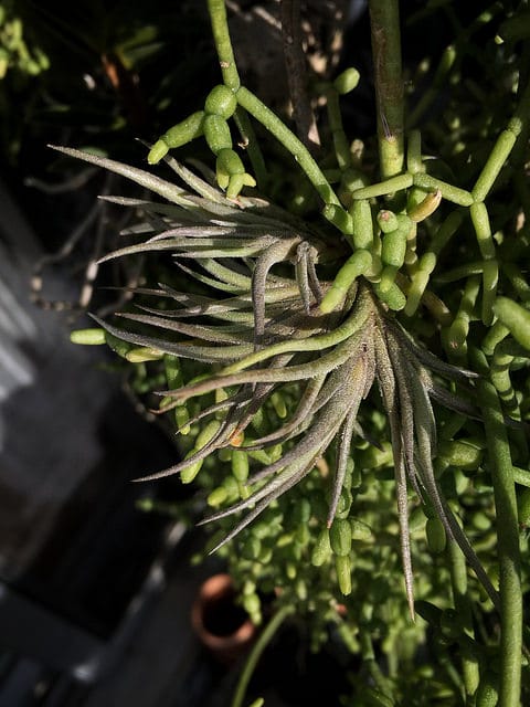 Tillandsia bandensis