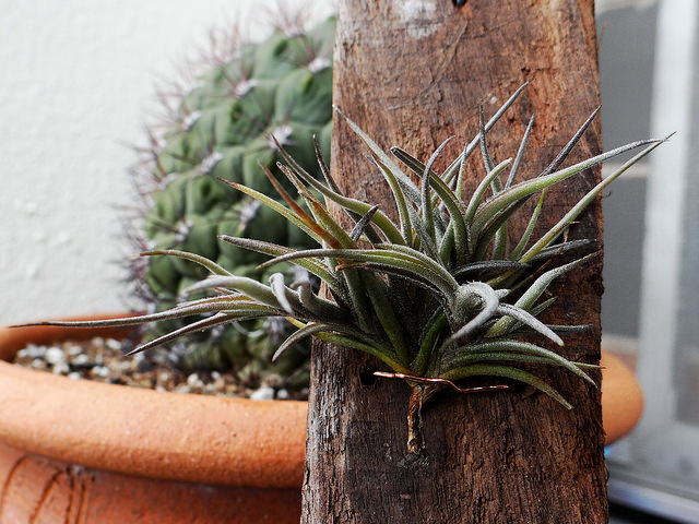 Tillandsia bandensis (Tillandsia bandensis)
