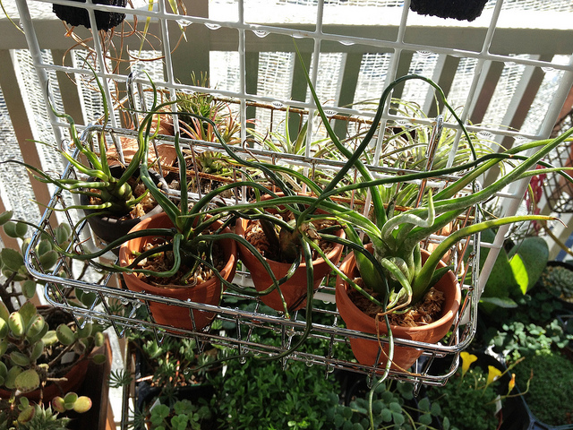 Tillandsie bulbeuse (Tillandsia bulbosa)