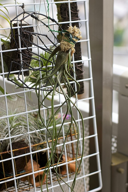 Tillandsia butzii