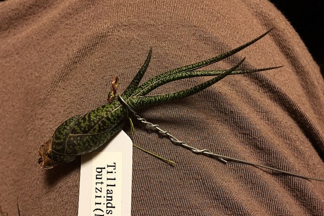 Tillandsia butzii