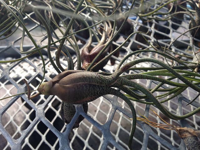 Tillandsia butzii