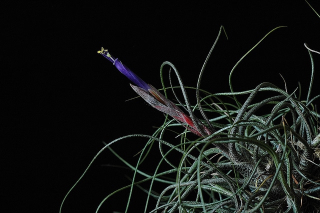 Tillandsia butzii