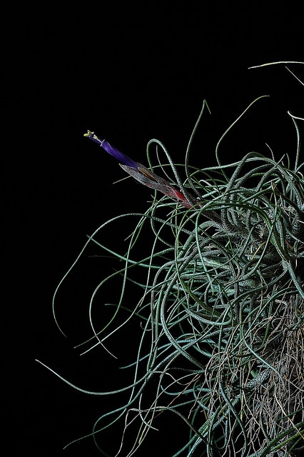 Tillandsia butzii