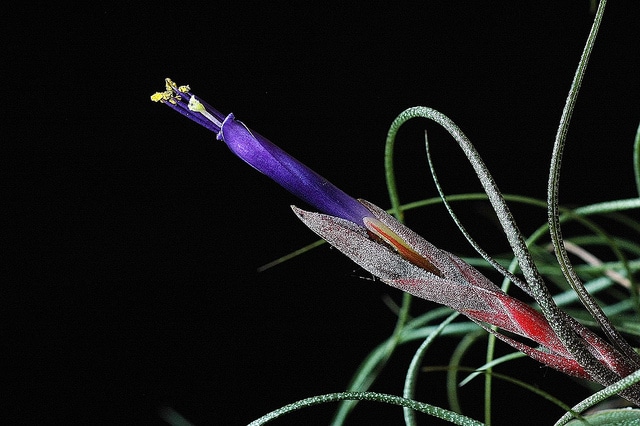 Tillandsia butzii (Tillandsia butzii)