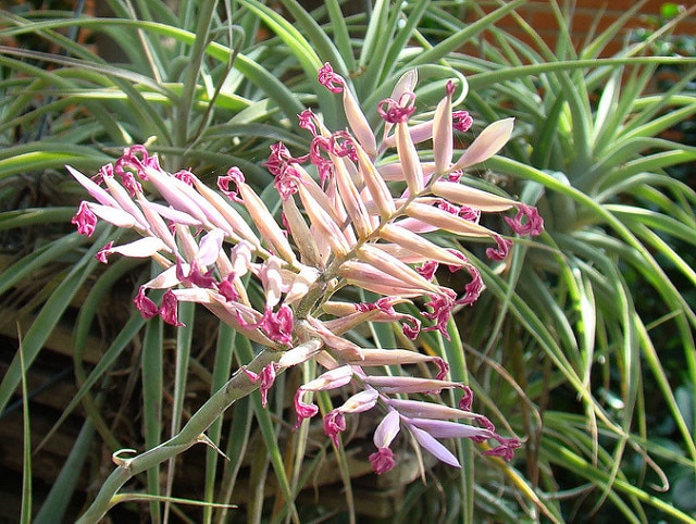 Tillandsia cacticola