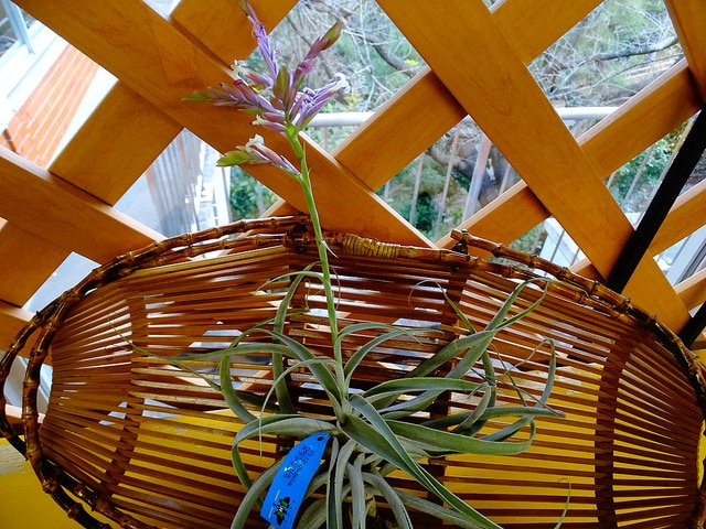 Tillandsia cacticola