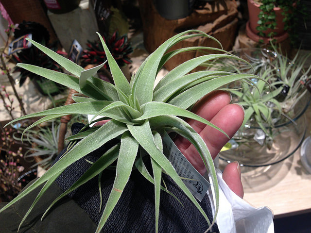 Tillandsia cacticola (Tillandsia cacticola)