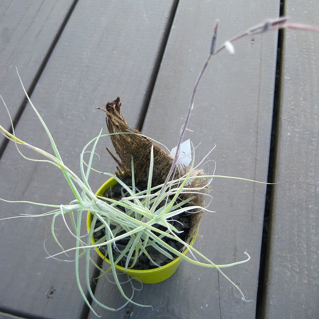 Tillandsia caerulea (Tillandsia caerulea)