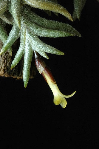 Tillandsia capillaris