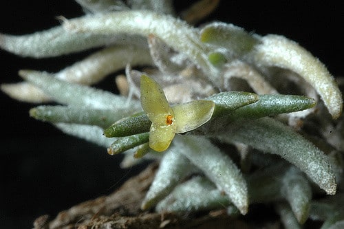 Tillandsia capillaris