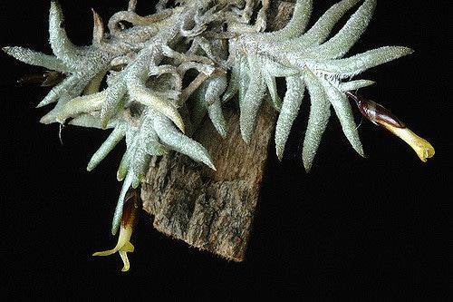Tillandsia capillaris