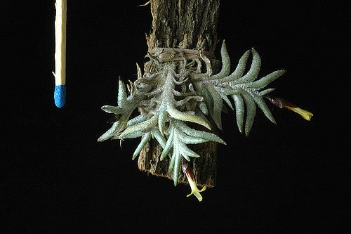 Tillandsia capillaris (Tillandsia capillaris)