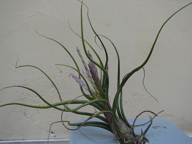 Tillandsia à tête de méduse (Tillandsia caput-medusae)