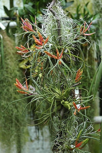 Tillandsia à tête de méduse