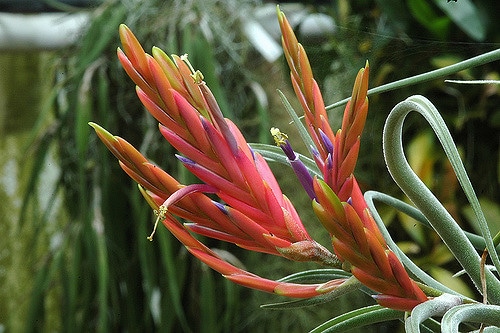 Tillandsia à tête de méduse