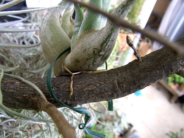 Tillandsia à tête de méduse